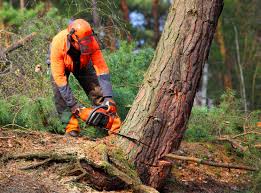 Reliable Hardeeville, SC Tree Services Solutions