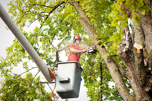 How Our Tree Care Process Works  in  Hardeeville, SC