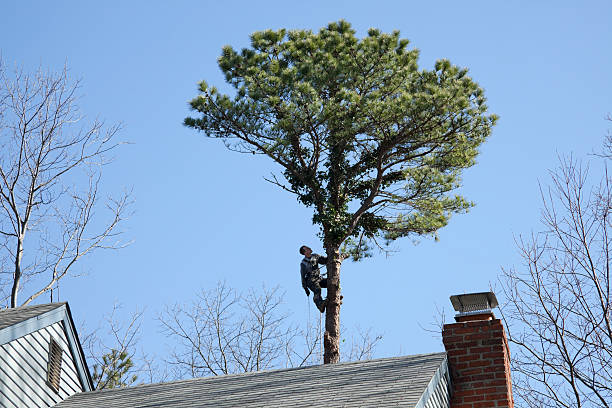 Best Seasonal Cleanup  in Hardeeville, SC